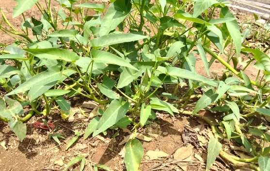 Mandiri Pangan, Cara Menanam Kangkung dari Batangnya