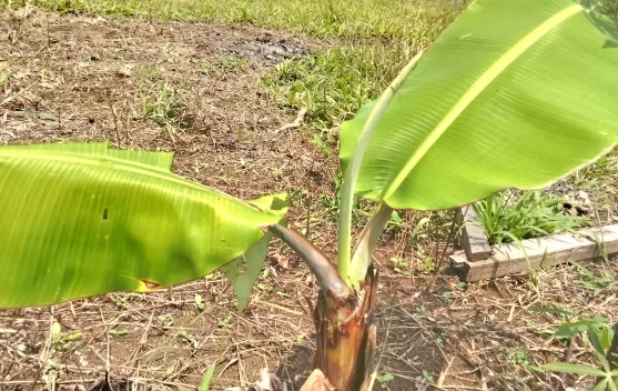 Cara Mengatasi Virus pada Tanaman Pisang