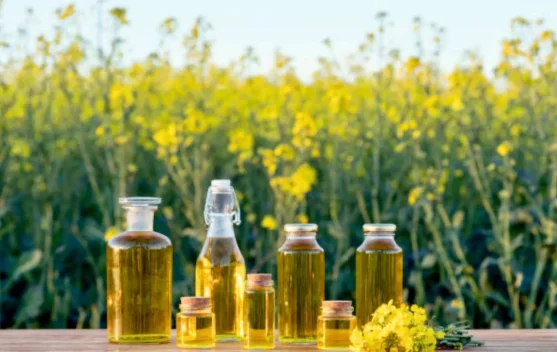Lima Manfaat Minyak Kanola bagi Kesehatan, Pilihan Minyak Goreng Ramah Jantung