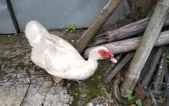 Mengenal Jenis Mentok, Peluang Ternak Menjanjikan bagi Pemula