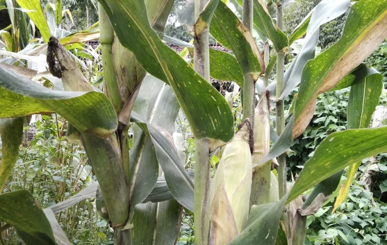 Kenali Varietas Jagung Hibrida Unggul untuk Hasil Maksimal