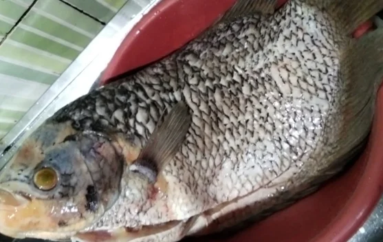 Budidaya Ikan Gurami Untung Besar jelang Lebaran