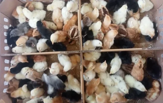 Panduan Lengkap Perawatan Anak Ayam bagi Peternak Pemula