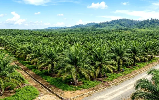 DPRD Kutai Barat Usulkan Satgas Pengawasan Perkebunan Sawit Permanen