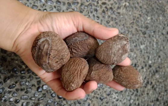 Kluwek Rahasia Cita Rasa Khas Rawon Nusantara