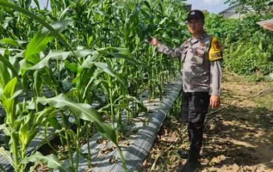 Polsek Loa Janan Dampingi Warga Budidaya Jagung