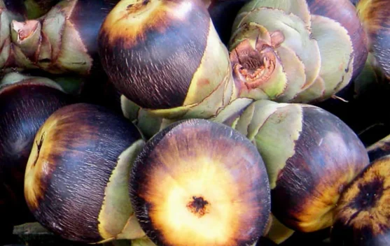 Rahasia Buah Lontar untuk Stamina dan Pencernaan
