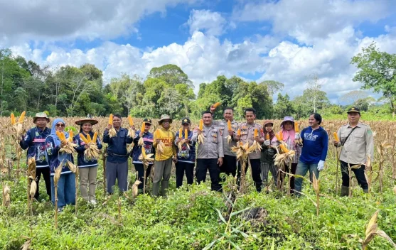 Panen Jagung di Linggang Bigung Dukung Ketahanan Pangan Nasional