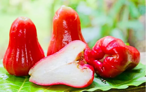 Jambu Air Kaya Manfaat, Bantu Jaga Pencernaan hingga Kesehatan Kulit