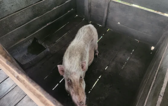 Usaha Ternak Babi Jadi Penopang Ekonomi Warga Kampung Empakuq
