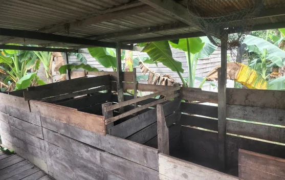 Ternak Babi Jadi Harapan Tambahan Penghasilan Guru di Kampung Empakuq
