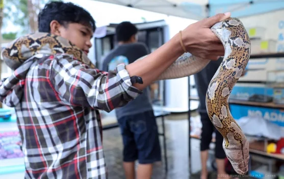 Pameran Reptil Eksotis Ramaikan Libur Panjang di IKN