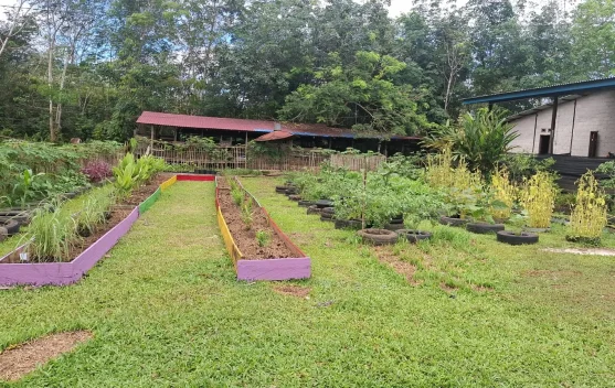 Tanam Ulang Jadi Kunci Keberlanjutan Kebun Pekarangan Warga Kubar