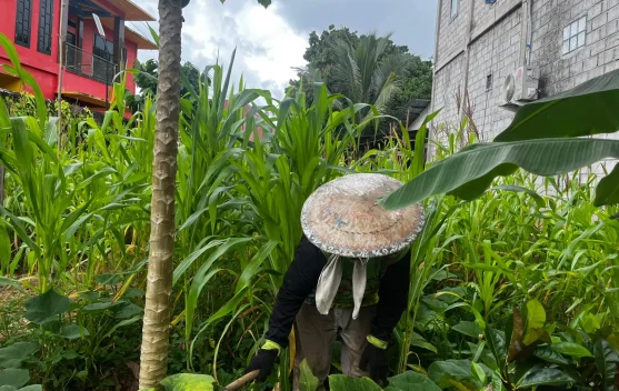 Lahan Tidur Disulap Warga Kubar Jadi Kebun Produktif