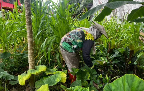 Tupai dan Ayam Jadi Tantangan Warga Kubar Kelola Kebun Pekarangan