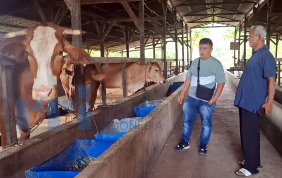 Badan Usaha Petani di Kubar Kembangkan Pupuk Organik dari Limbah Ternak