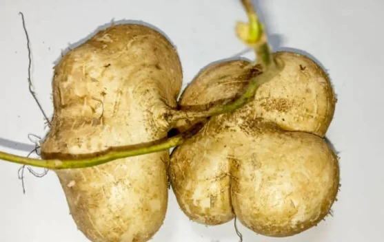 Gadung, Umbi-Umbian yang Kaya Nutrisi dan Manfaat dan Tips Aman Mengolahnya