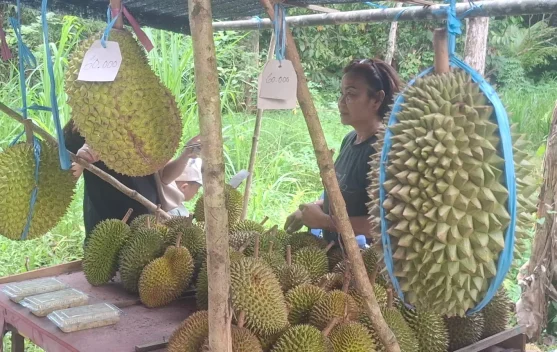 Musim Durian Tering Lama Dongkrak Pendapatan Petani Kubar