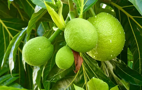 Menakar Kedahsyatan Manfaat Buah Sukun untuk Kesehatan Tubuh