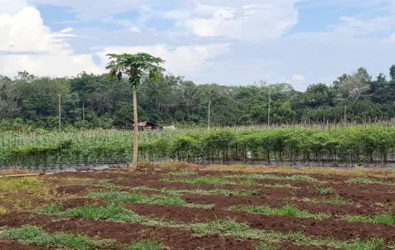 Perubahan Musim Pengaruhi Hasil Produksi Sayuran di Kutai Barat