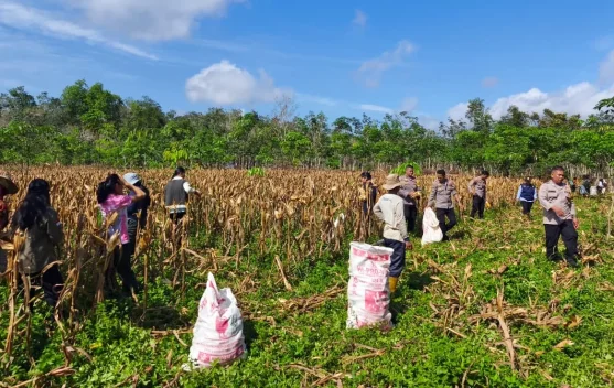 Polsek Barong Tongkok Panen Jagung Bersama Poktan di Linggang Mapan