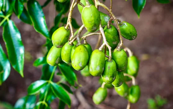 Segar dan Kaya Nutrisi, Ini Manfaat Kedondong untuk Kesehatan