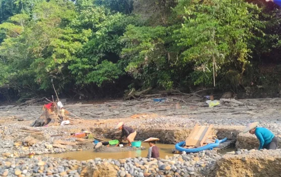 Sungai Surut, Masyarakat Mahulu Manfaatkan Kemarau untuk Mencari Emas