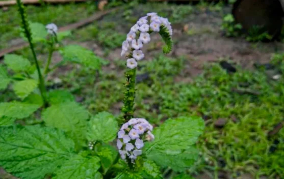 Harum Khasiat Daun Sangketan: Warisan Herbal Penjaga Kesehatan Alami