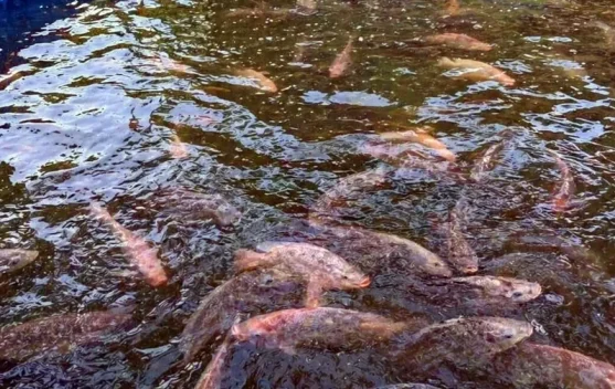 Permintaan Benih Ikan Kubar Capai 14,2 Juta Ekor