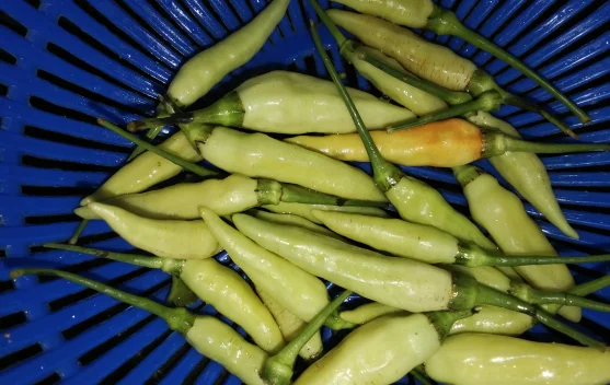 Cara Berkebun Cabai Rawit Putih bagi Pemula