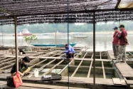 Dinas Perikanan Periksa Kualitas Air, Selidiki Kematian Ikan di Melak