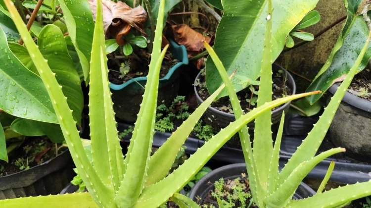 Lidah Buaya, Tanaman Sederhana dengan Segudang Manfaat