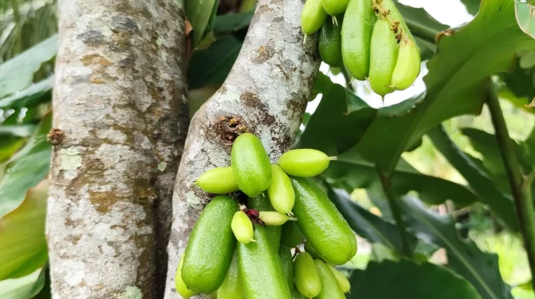 Belimbing Wuluh, Si Asam Segar Kaya Manfaat