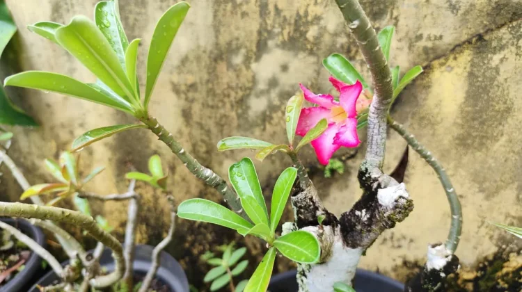 Kamboja Jepang, Tanaman Hias Cantik yang Mudah Dirawat