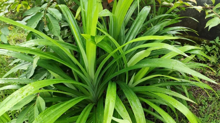 Daun Pandan, Pewangi Alami yang Kaya Manfaat