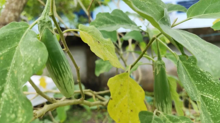 Terong Hijau, Sayuran Segar Kaya Nutrisi dari Pekarangan