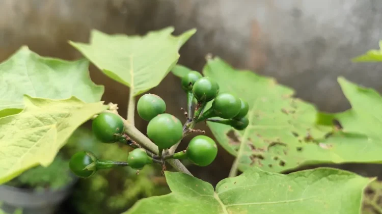Tekokak, Buah Kecil dengan Manfaat Besar bagi Kesehatan