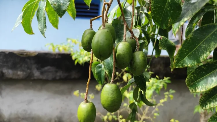 Kedondong, Buah Asam Segar yang Kaya Manfaat