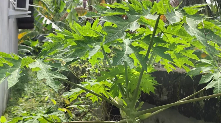 Daun Pepaya, Tanaman Pekarangan dengan Segudang Manfaat