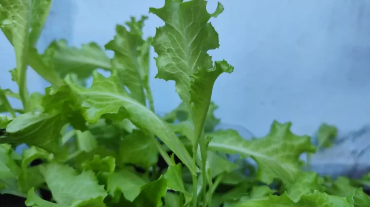 Daun Selada, Sayuran Segar yang Kaya Nutrisi