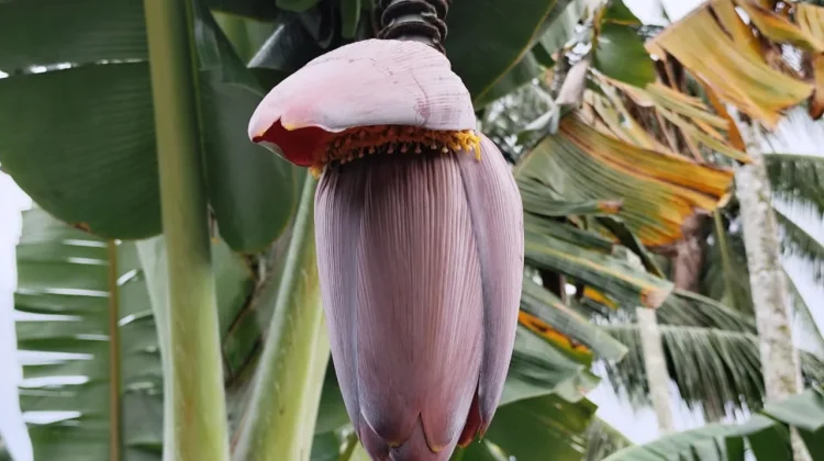 Jantung Pisang, Bahan Pangan Tradisional yang Kaya Manfaat