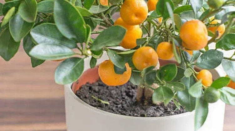 Tujuh Rekomendasi Pohon Buah Mini Mudah dirawat