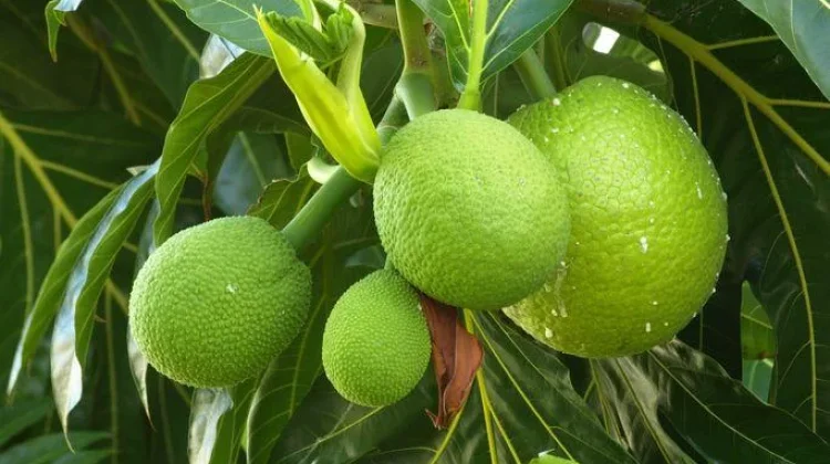 Khasiat Buah Sukun yang Jarang Diketahui