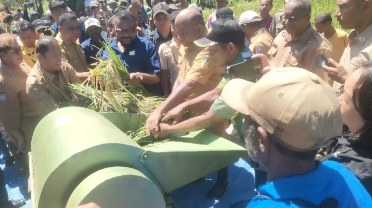 Gubernur Papua Panen Padi Perdana Dorong Yapen Jadi Lumbung Pangan