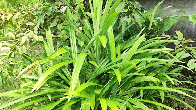 Daun Pandan: Tanaman Wangi dengan Banyak Manfaat