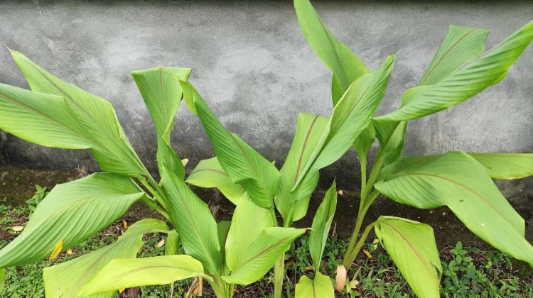 Kandungan Nutrisi Daun Kunyit dan Manfaatnya bagi Tubuh