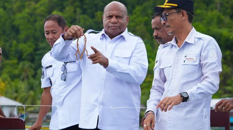 Gubernur Papua Dorong Pengembangan Budidaya Rumput Laut di Yapen