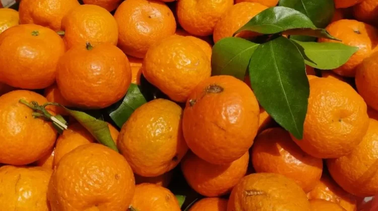 Kandungan Vitamin C dalam Buah Jeruk