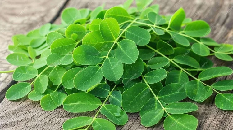 Daun Kelor, Superfood Lokal dengan Segudang Manfaat