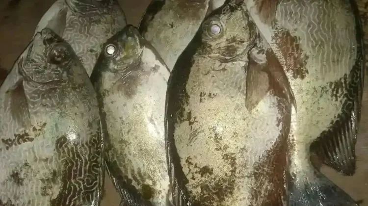 Kaya Omega-3, Ini Deretan Manfaat Ikan Samandar bagi Kesehatan Tubuh